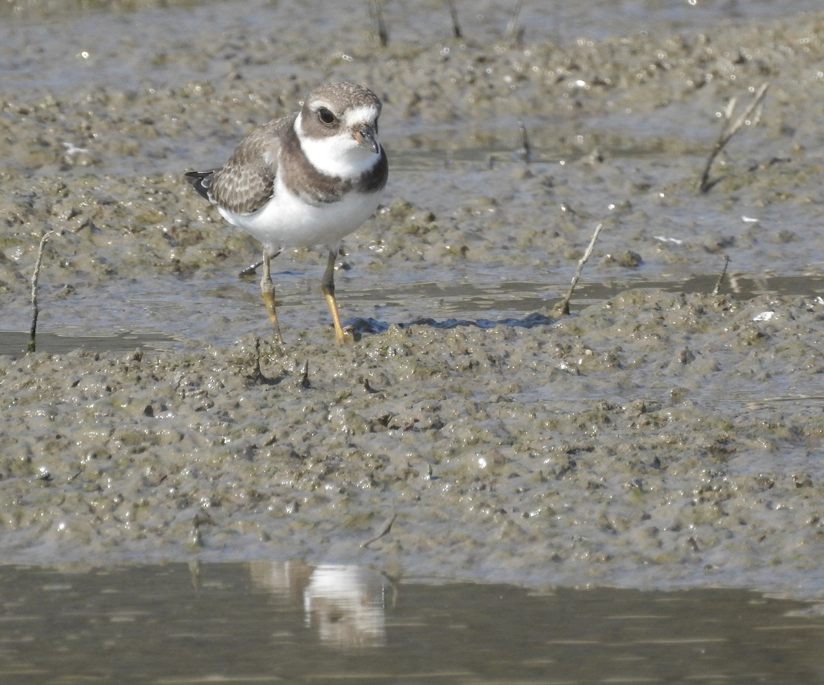 Semipalmated Plover - ML176067301
