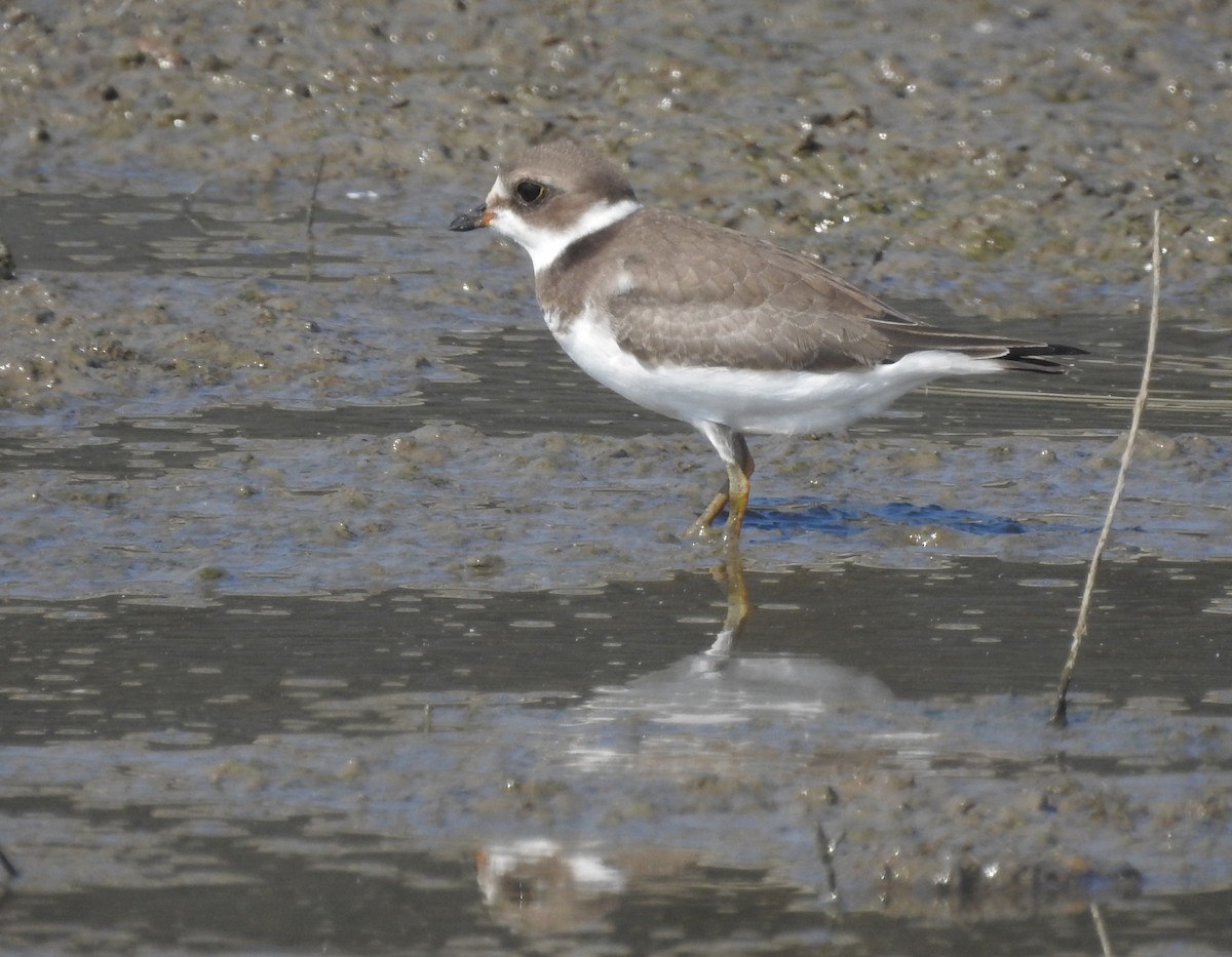 Semipalmated Plover - ML176067451