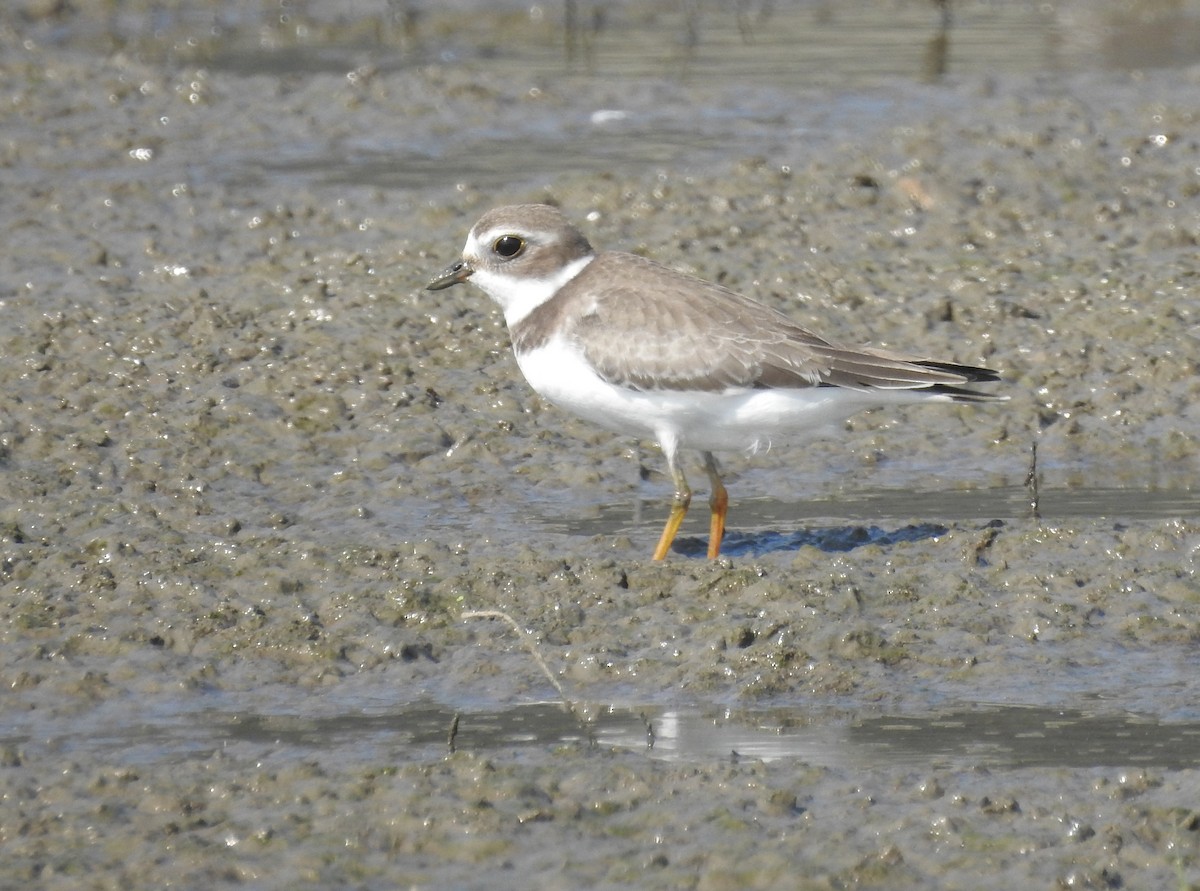Semipalmated Plover - ML176067461