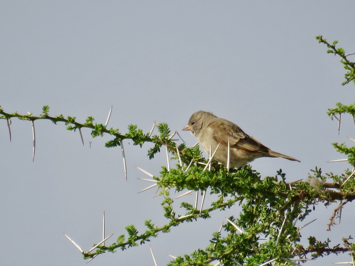 Swahili Sparrow - ML176068921