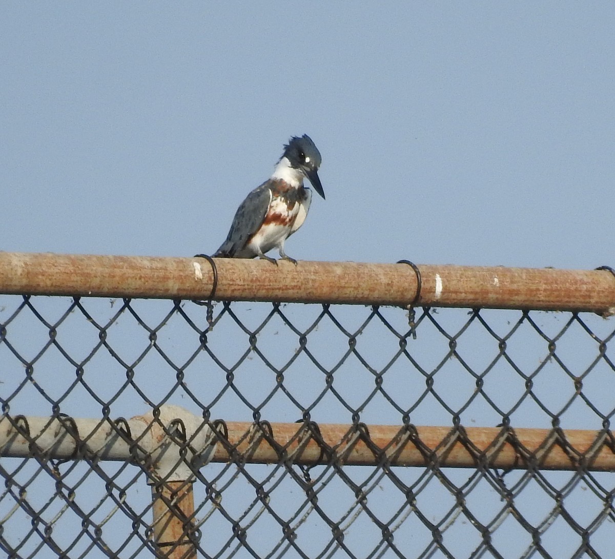 Belted Kingfisher - ML176070231