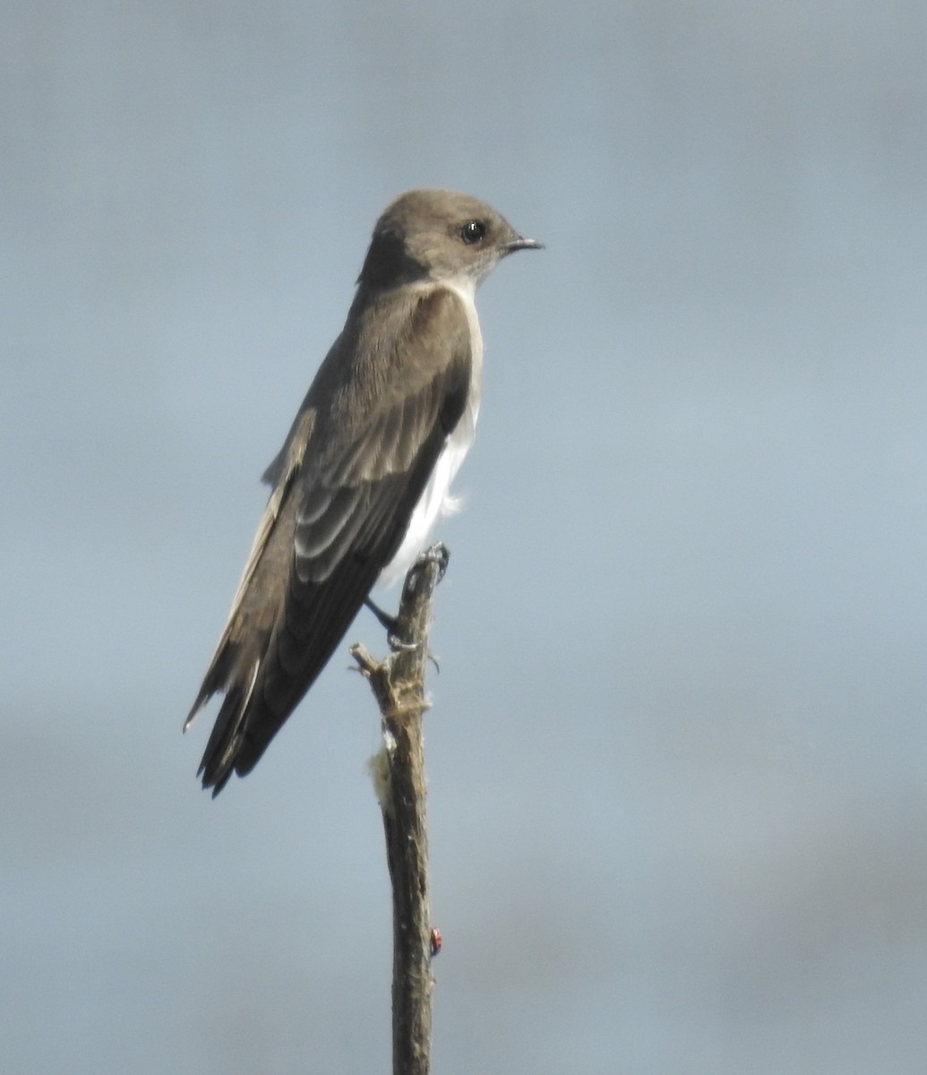 Northern Rough-winged Swallow - Daniel Lane