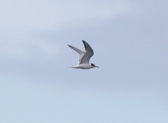 Common Tern - Pete Sole