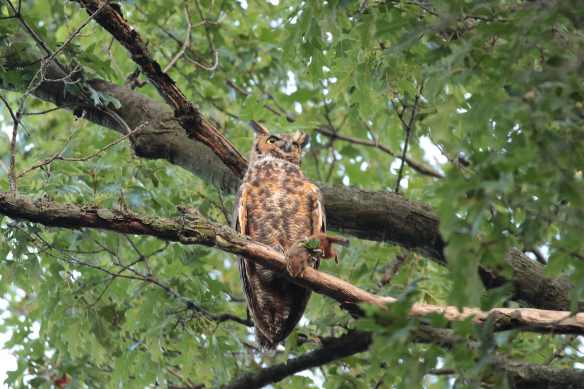 Great Horned Owl - ML176078681