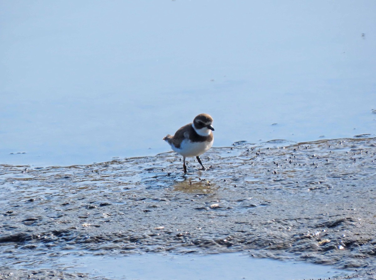 Semipalmated Plover - ML176080181