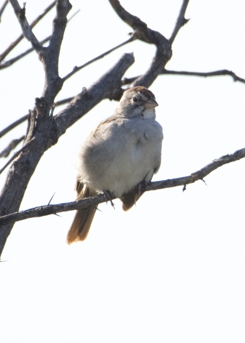 Rufous-winged Sparrow - Kanayo Rolle