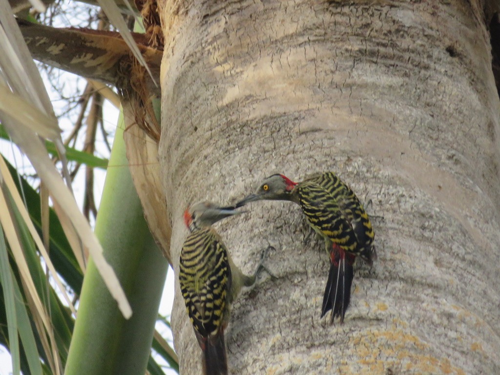 Hispaniolan Woodpecker - ML176085131