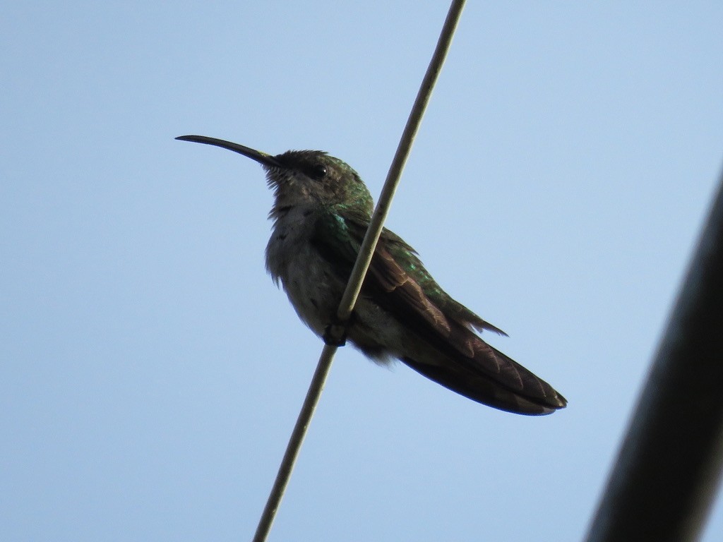 kolibřík hispaniolský - ML176085901