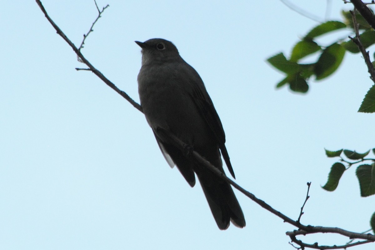 Townsend's Solitaire - ML176087211