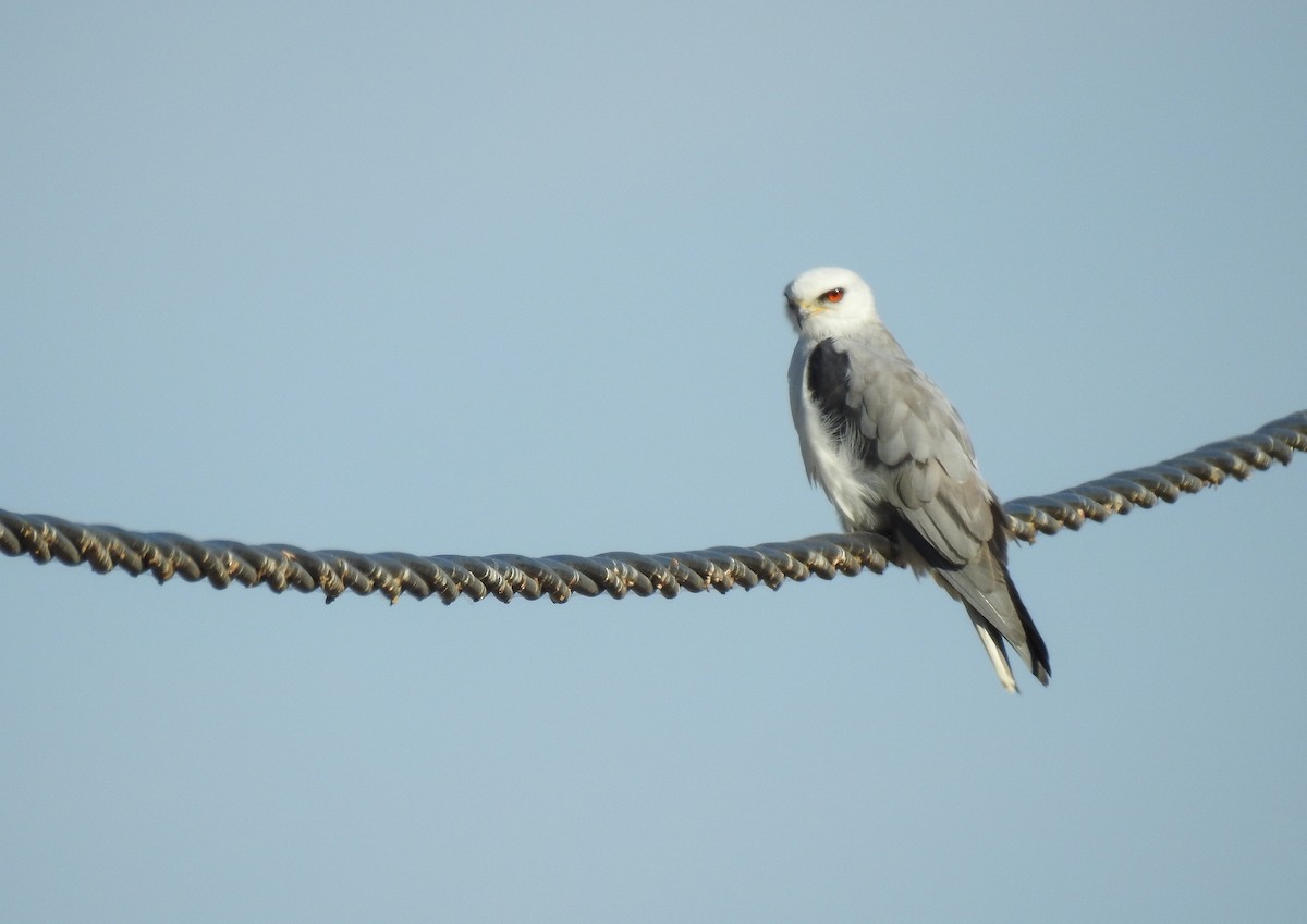 White-tailed Kite - Natacha González