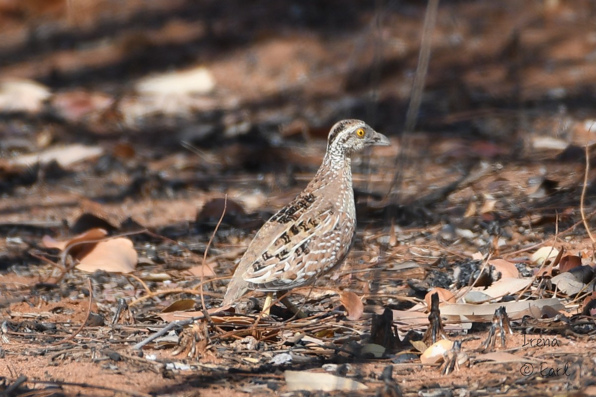 Chestnut-backed Buttonquail - ML176088171