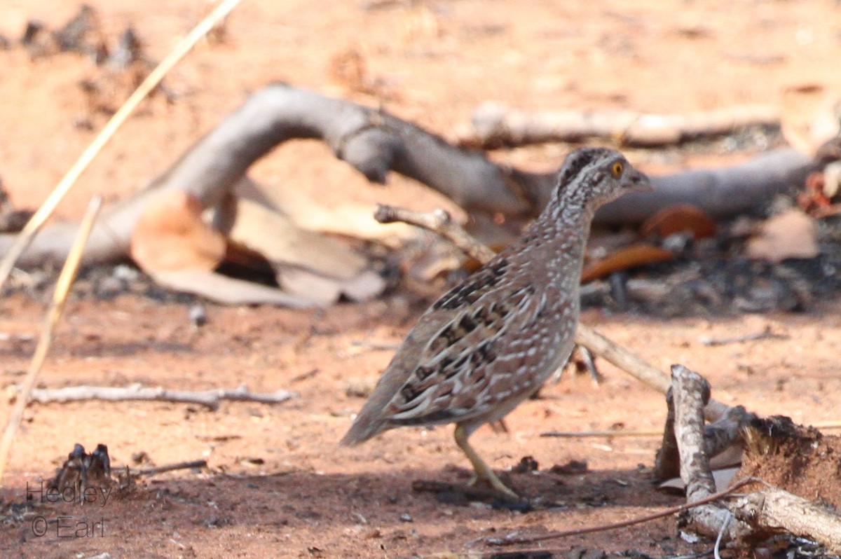 Chestnut-backed Buttonquail - ML176088181
