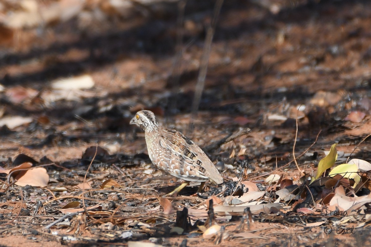 Chestnut-backed Buttonquail - Hedley & Irena Earl