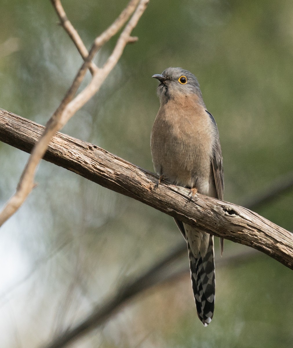 Fan-tailed Cuckoo - Sonja Ross