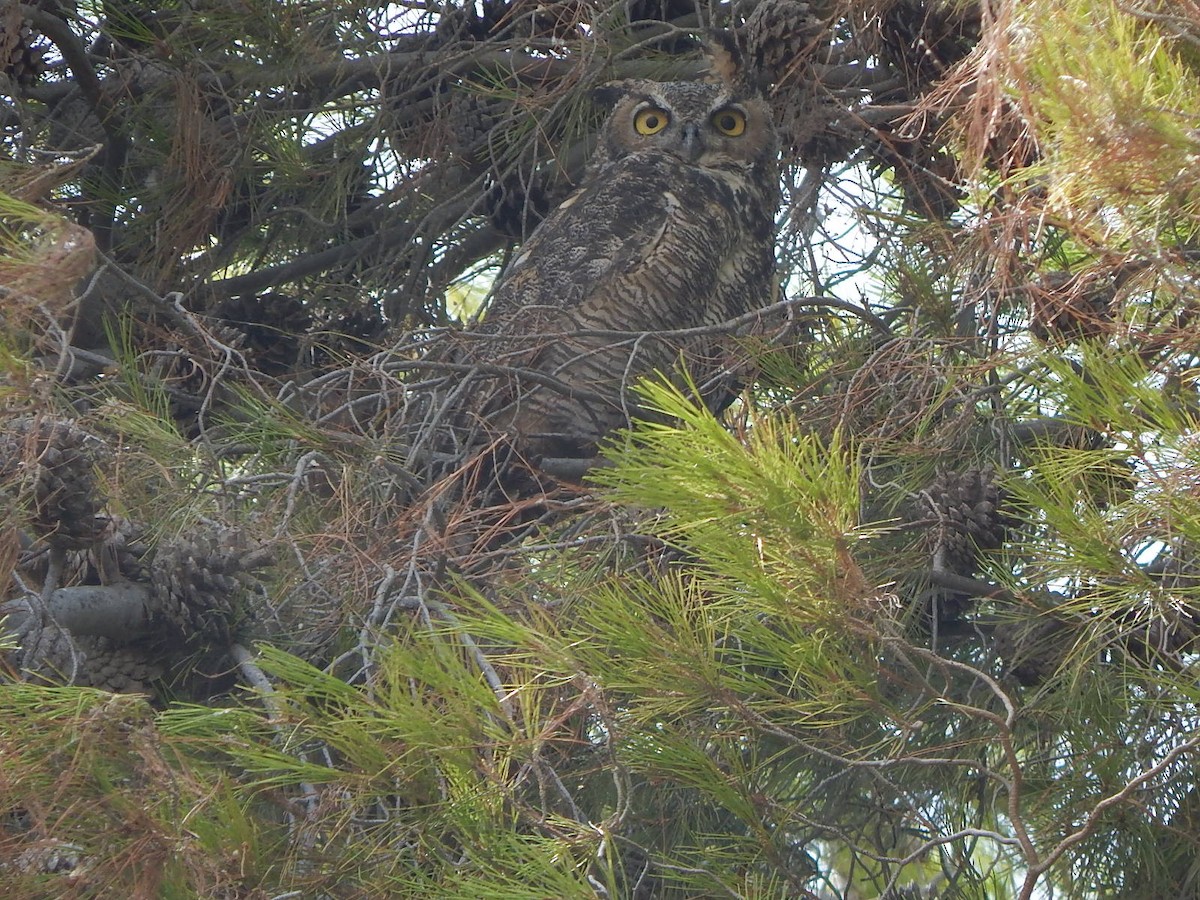 Great Horned Owl - ML176090401