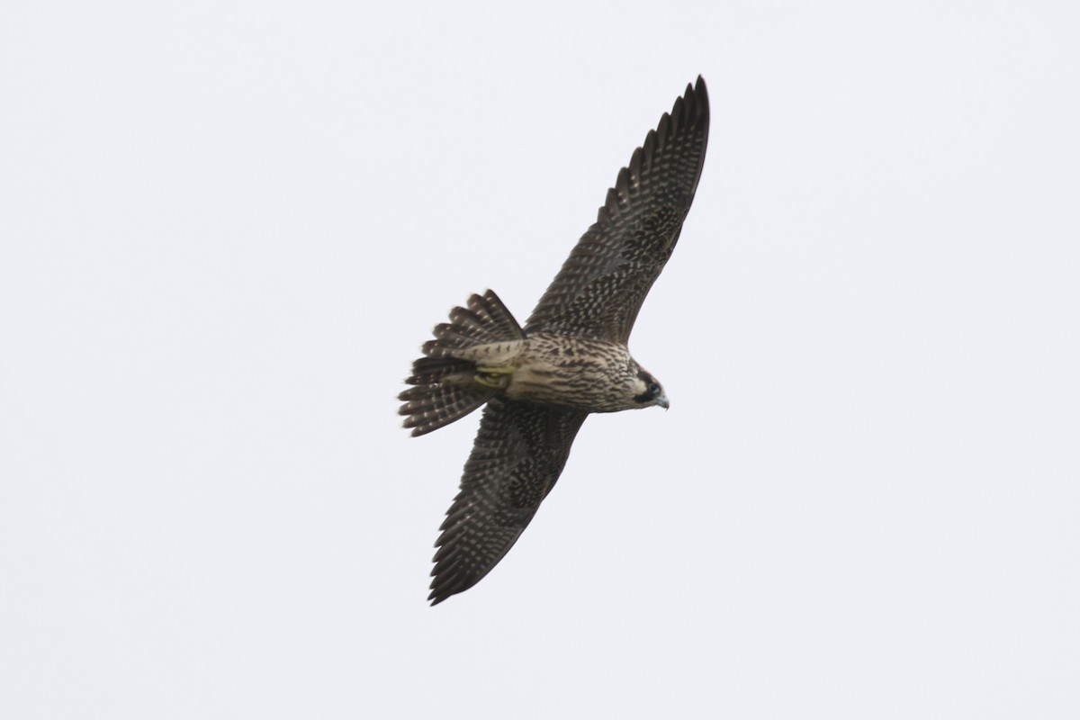 Peregrine Falcon - Glen Chapman