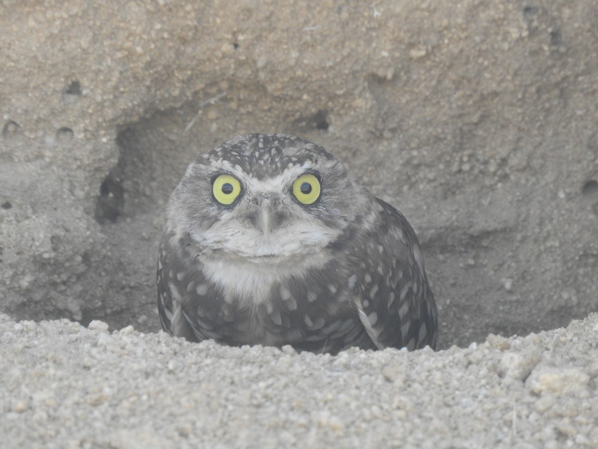 Burrowing Owl - ML176093221