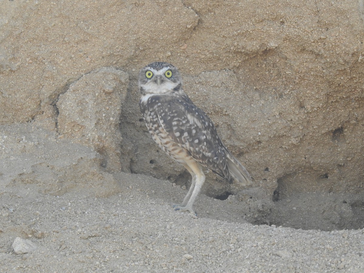 Burrowing Owl - ML176093321