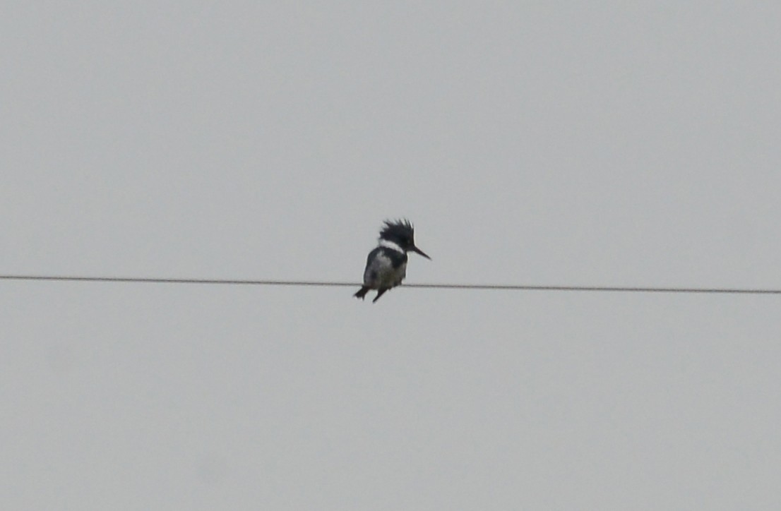 Belted Kingfisher - ML176096041