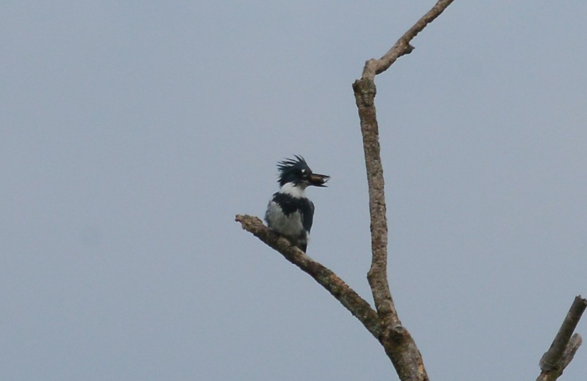 Belted Kingfisher - ML176096051