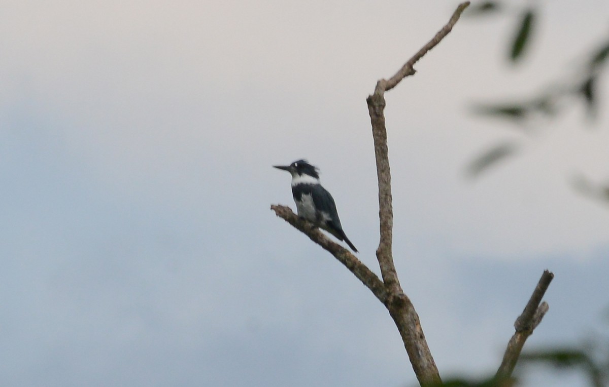 Belted Kingfisher - ML176096061