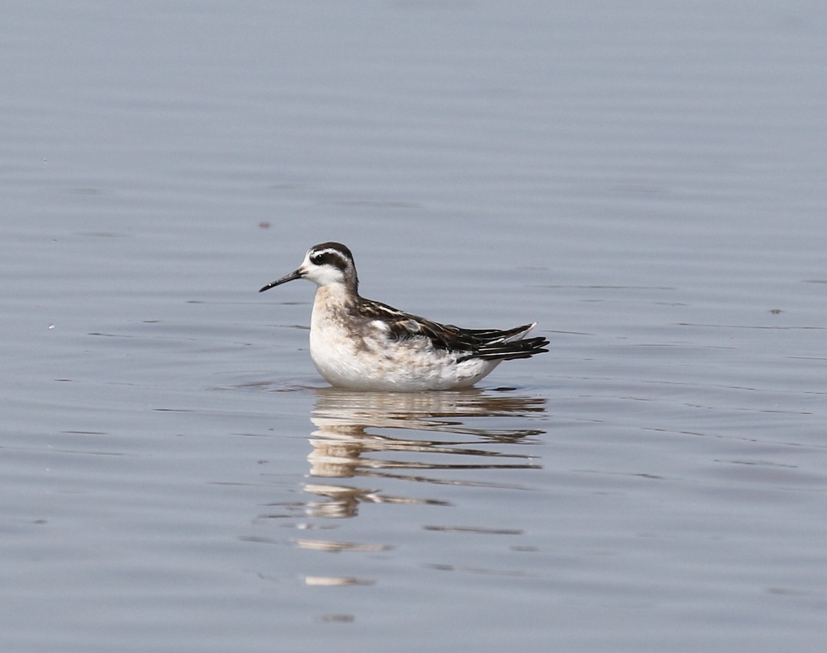 Red-necked Phalarope - Victor Stoll
