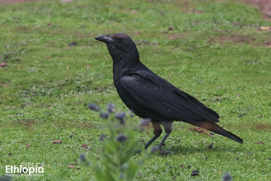 Fan-tailed Raven - Manod Taengtum