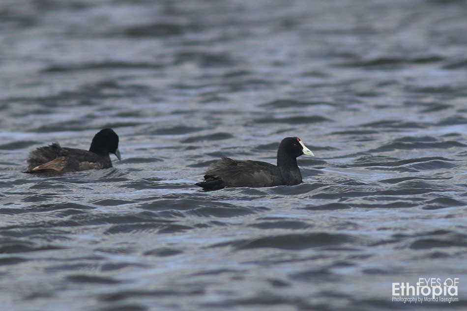 Red-knobbed Coot - Manod Taengtum