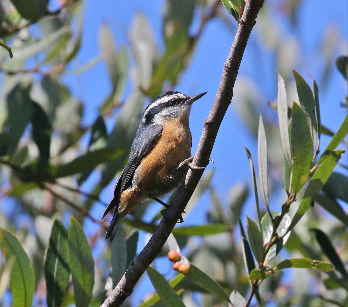 Red-breasted Nuthatch - Pair of Wing-Nuts