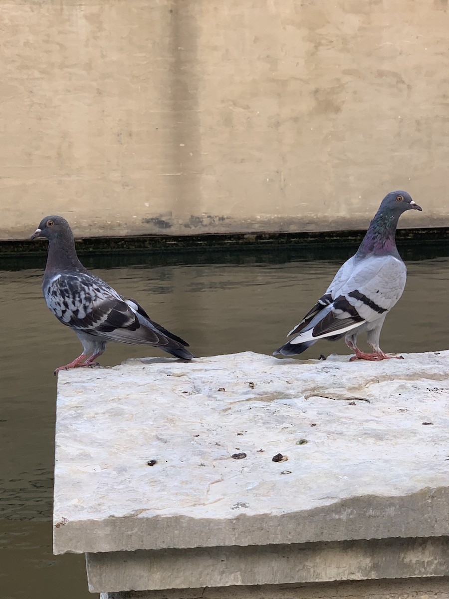 Rock Pigeon (Feral Pigeon) - ML176108361