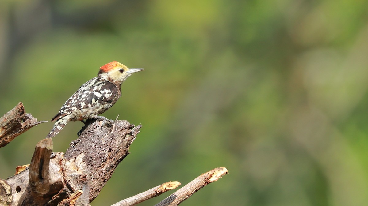 Yellow-crowned Woodpecker - Rangana Abeyrathne