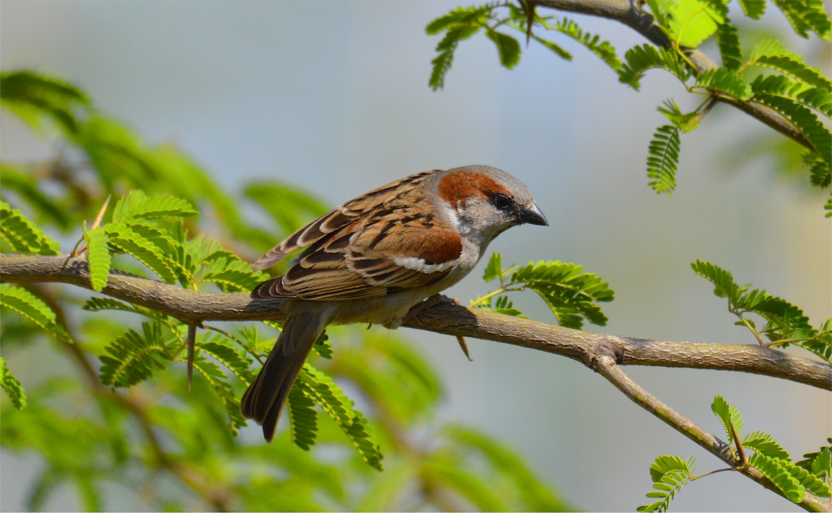 Sind Sparrow - Karmannye Chaudhary
