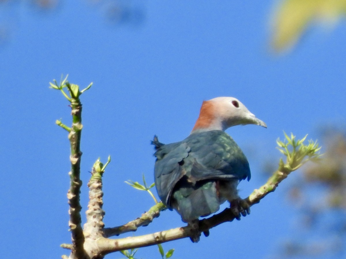 Green Imperial-Pigeon (Rufous-naped) - ML176115311