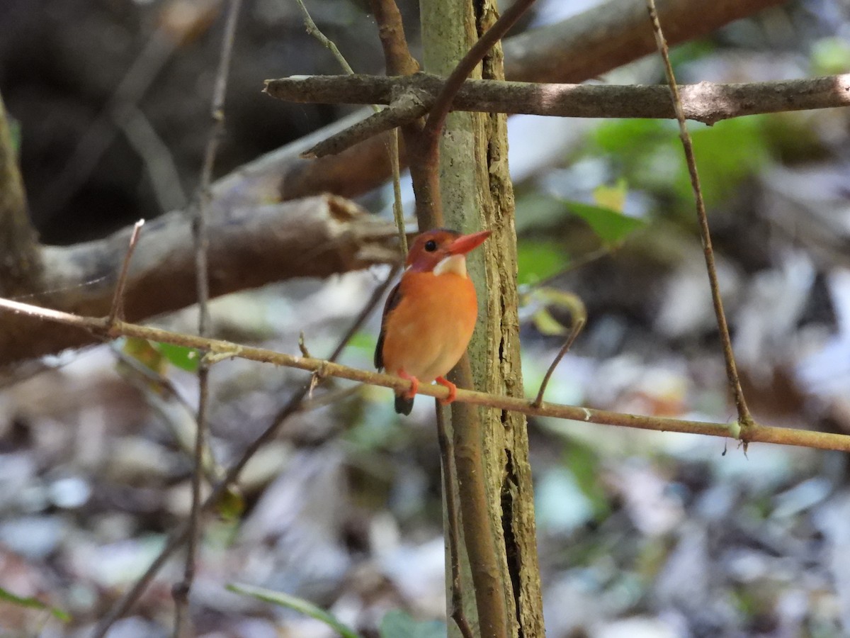 Sulawesi Dwarf-Kingfisher - GARY DOUGLAS
