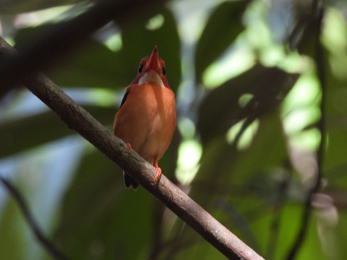 Sulawesi Dwarf-Kingfisher - ML176115771