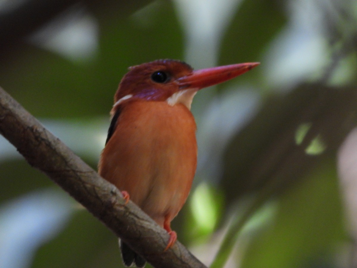 Sulawesi Dwarf-Kingfisher - ML176115781