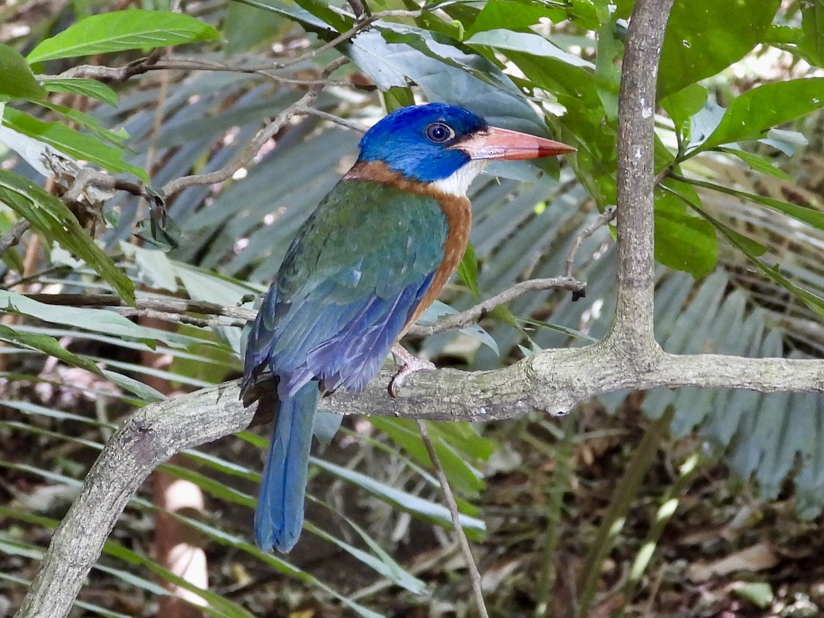 Green-backed Kingfisher (Blue-headed) - ML176115791
