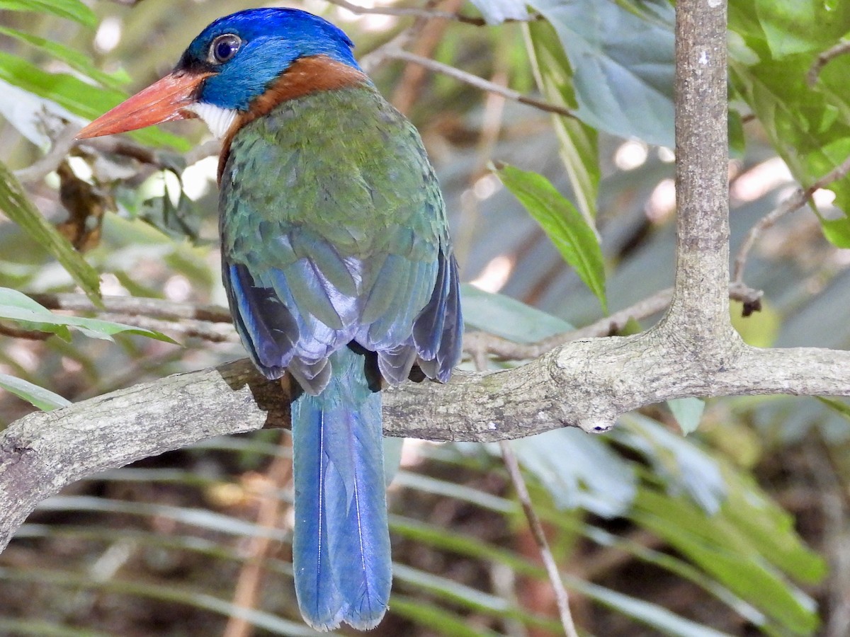 Green-backed Kingfisher (Blue-headed) - ML176115821