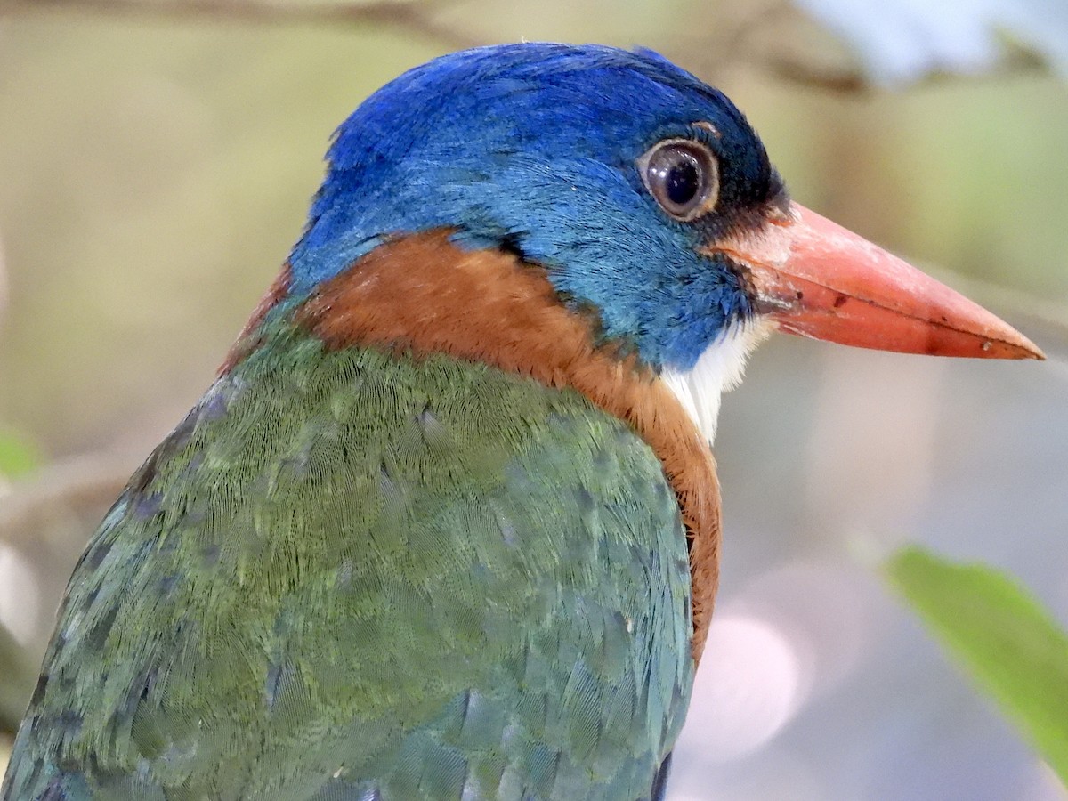 Green-backed Kingfisher (Blue-headed) - ML176115921