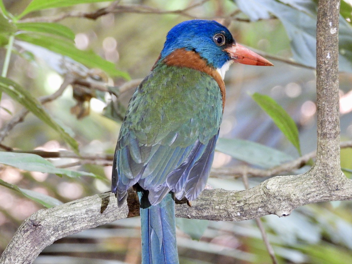 Green-backed Kingfisher (Blue-headed) - ML176115971