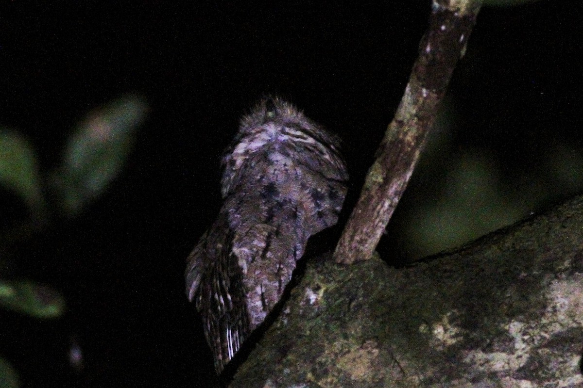 Seychelles Scops-Owl - ML176117531