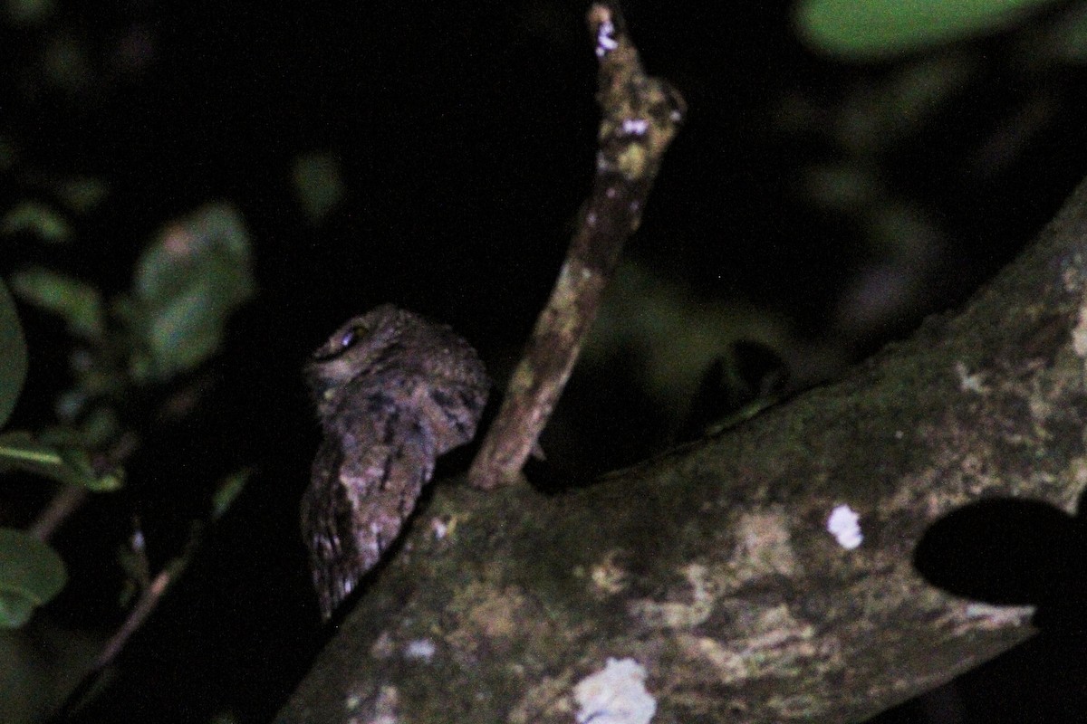 Seychelles Scops-Owl - ML176117541