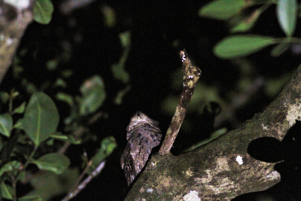 Seychelles Scops-Owl - ML176117561