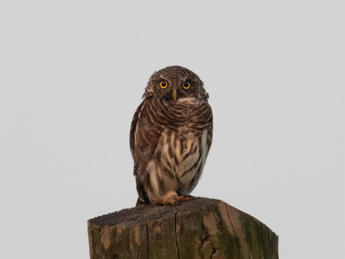Asian Barred Owlet - Derek Hon