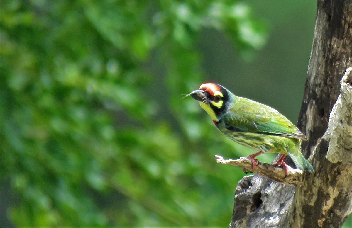 Coppersmith Barbet - Selvaganesh K