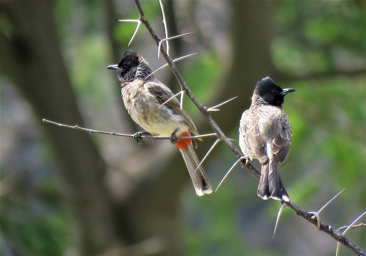 Red-vented Bulbul - Selvaganesh K