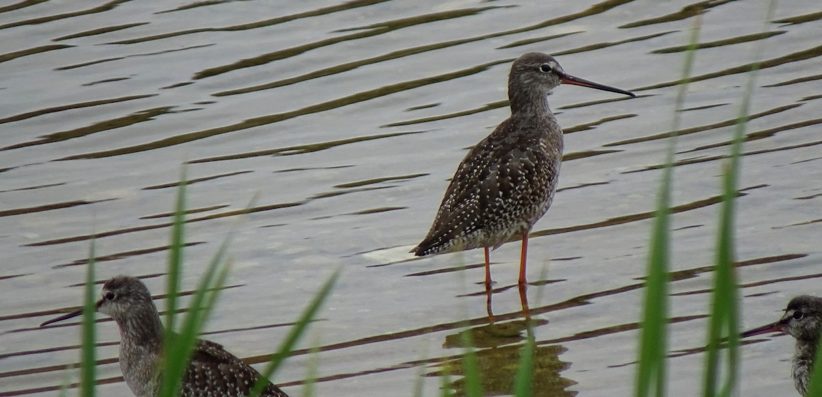 Spotted Redshank - ML176119731