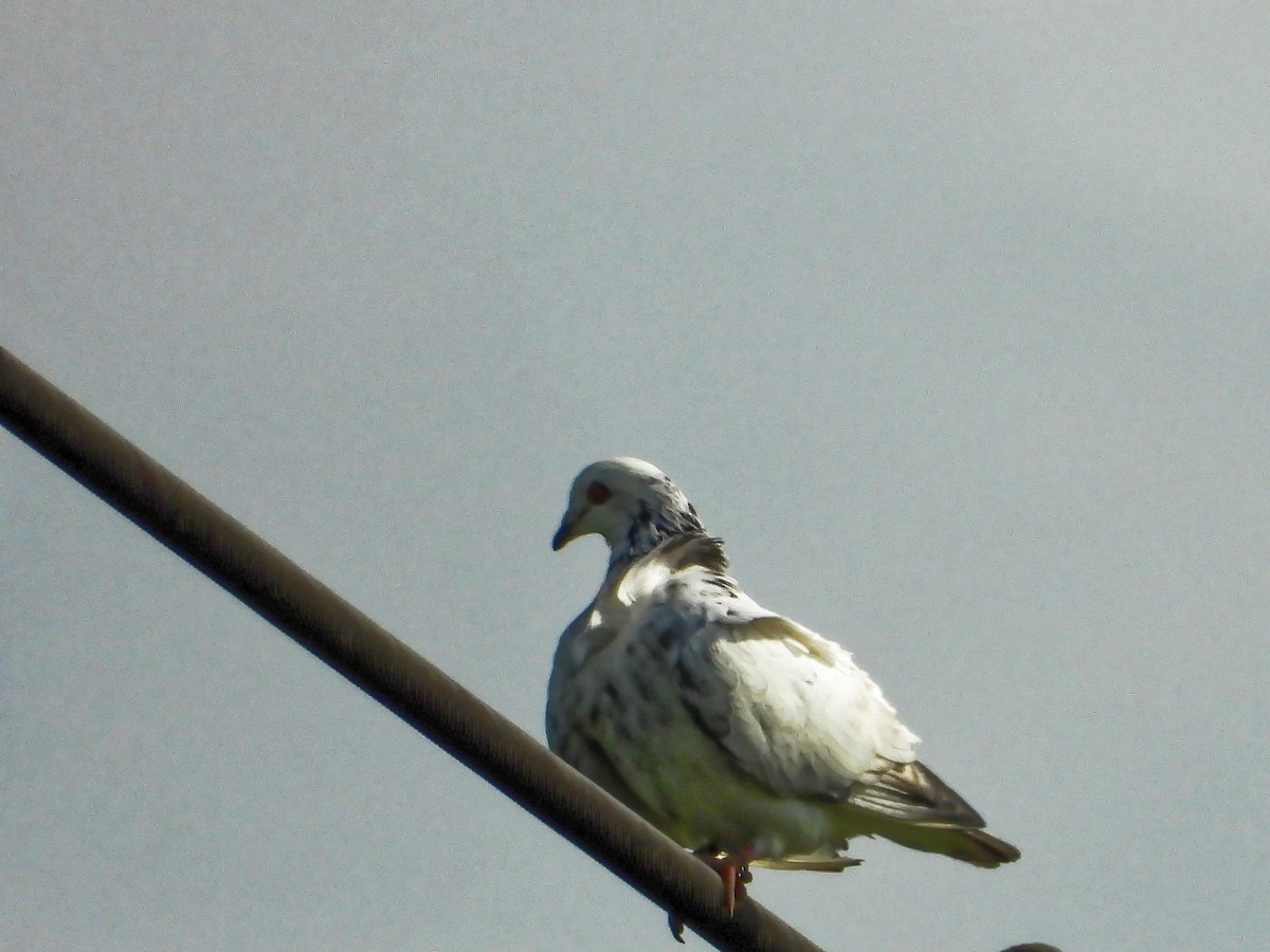 Rock Pigeon (Feral Pigeon) - Ravi Iyengar