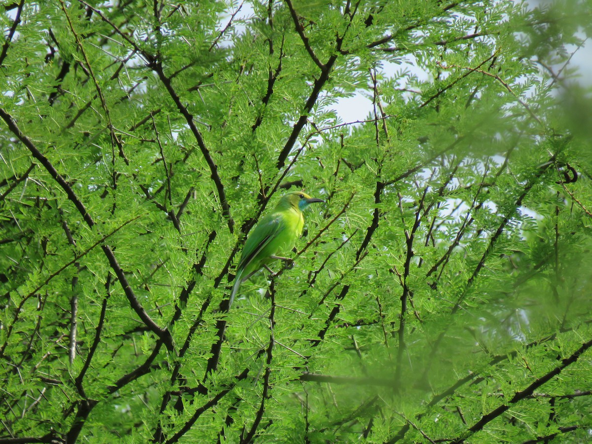 Jerdon's Leafbird - Selvaganesh K