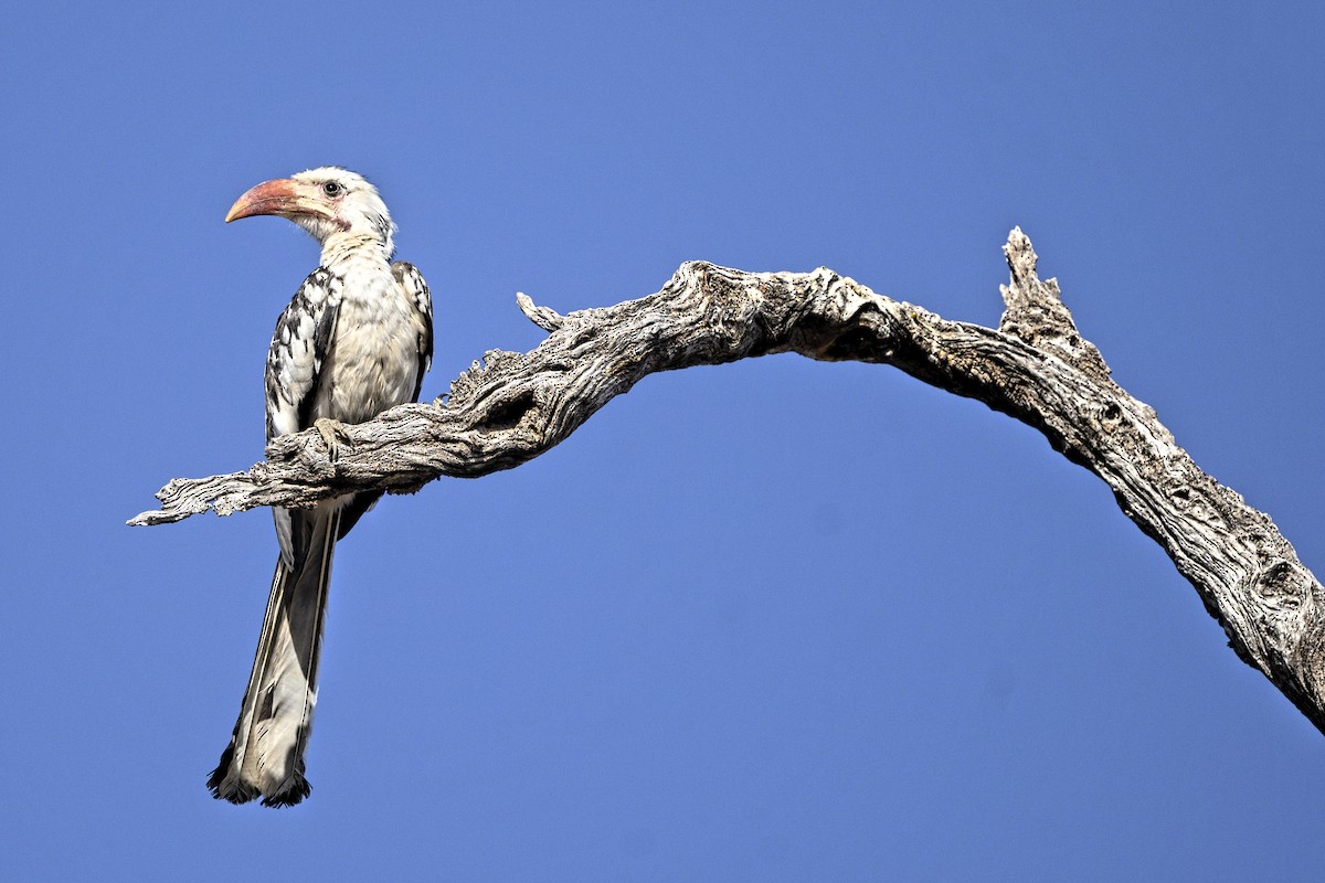 Damara Red-billed Hornbill - Peter Hawrylyshyn